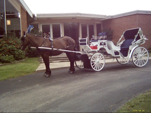 Felina pulling her romantic horse drawn carriage used for weddings, proms, parties and horse carriage rides in Cincinnati OH - Ohio, Covington KY - Kentucky and Newport KY - Kentucky
