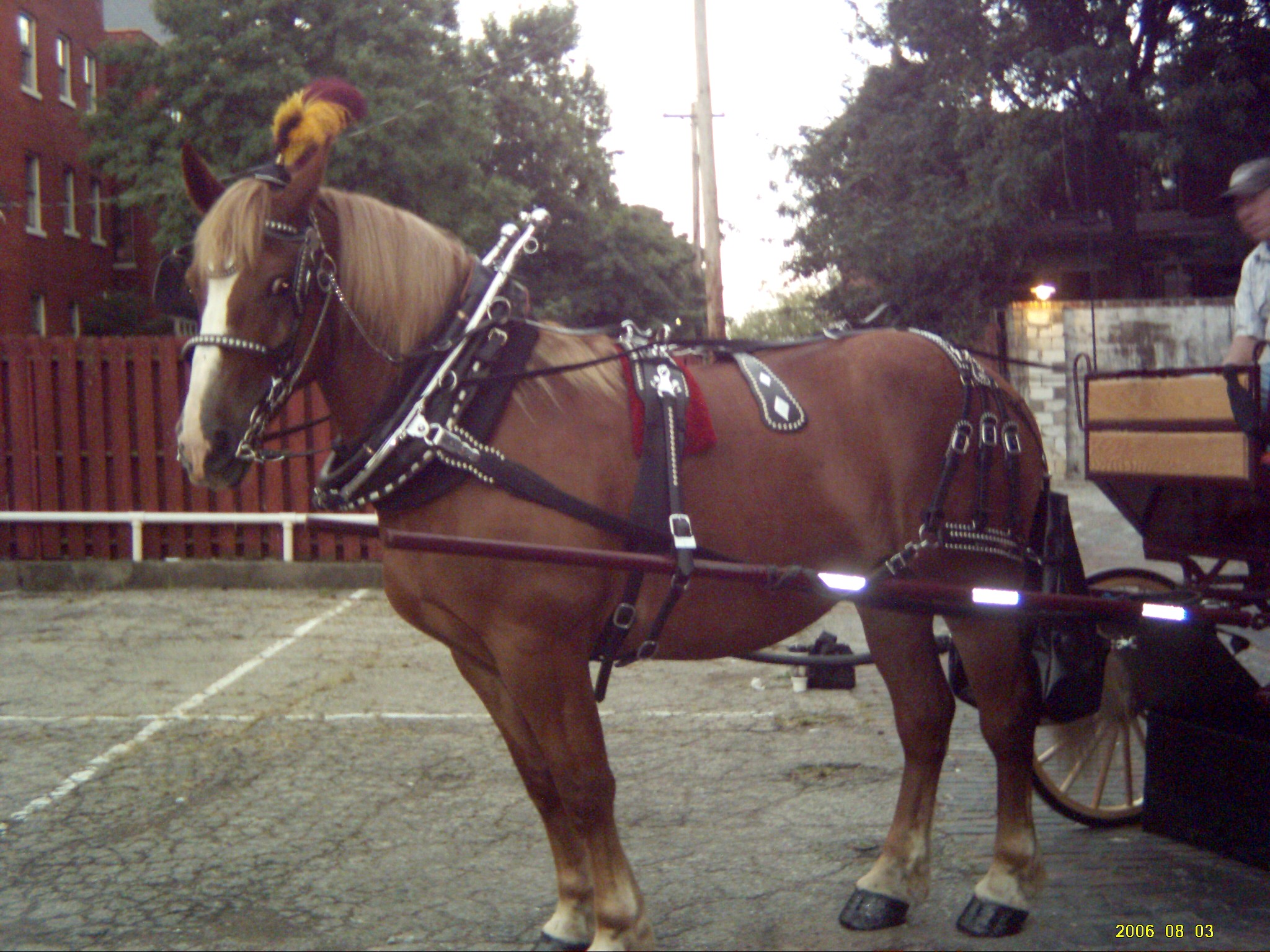 CrackerJack with his wedding carriage in downtown Cincinnati Ohio - OH