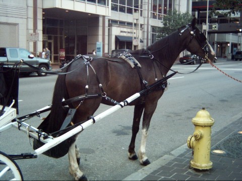Midnight with his wedding carriage in downtown Cincinnati Ohio - OH