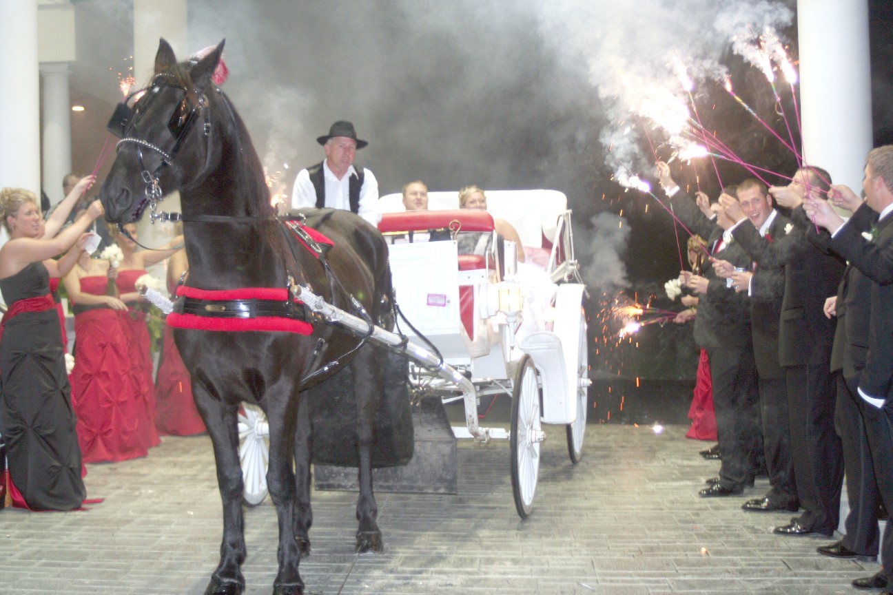 Fancy with her white / red horse carriage going thru sparklers at a wedding in Ohio