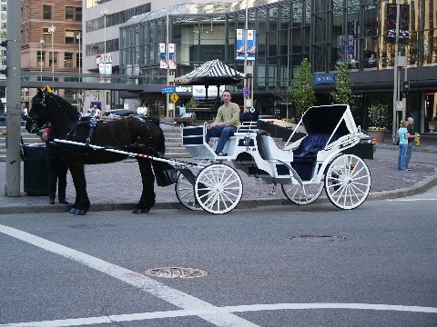Felina with her horse-drawn carriage in front of Fountain Square in Cincinnati Ohio