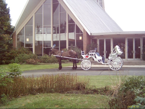 Felina waiting for an Ohio wedding.  Her white/blue Vis a vis horse drawn wedding carriage in Cincinnati Ohio - OH