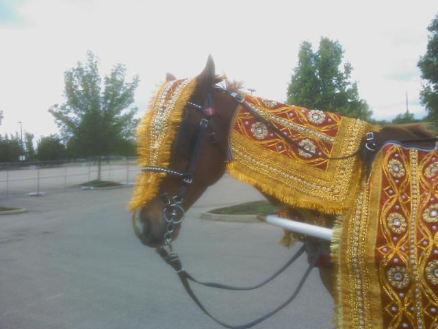 Head picture of Cody in Indian costume for a horse-drawn carriage wedding in Cincinnati OH