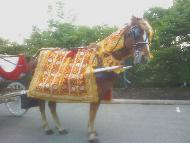 Cody dressed for an Indian wedding in Cincinnati Ohio with while and gold horse carriage
