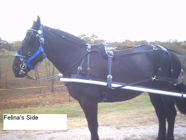 Felina pulling her horse-drawn carriage used for weddings, proms and parties in Cincinnati Ohio, Covington Kentucky and Newport Kentucky